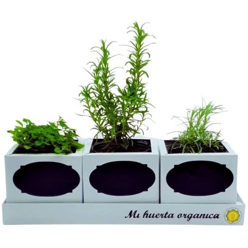 Huerta organica con plantas aromaticas
